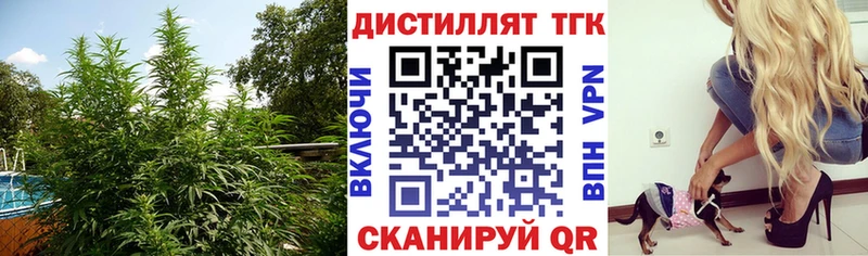 Купить закладки  Нелидово  Дистиллят ТГК THC oil 